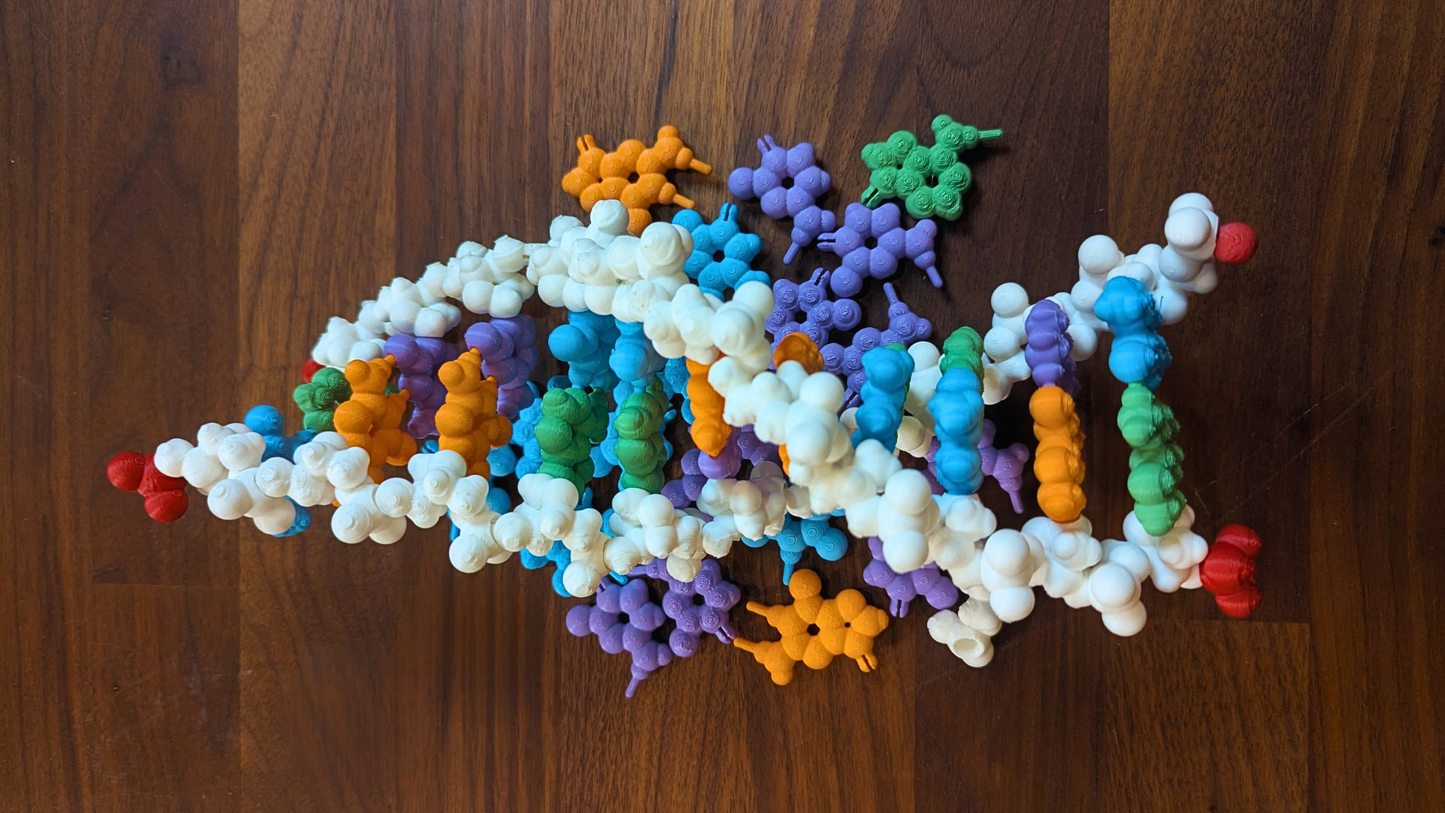 DNA Model Puzzle Kit (3D printed)
