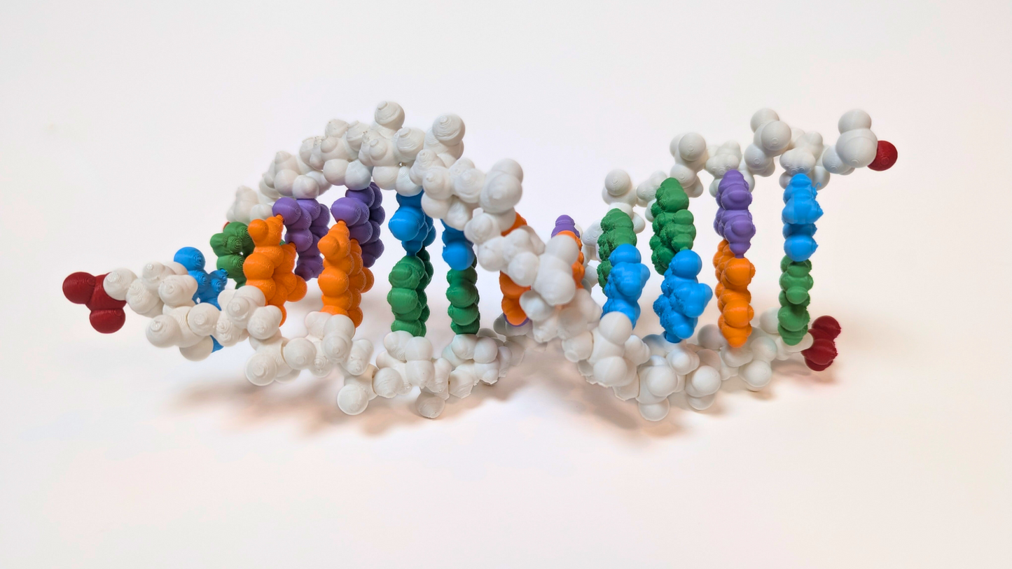 DNA Model Puzzle Kit (3D printed)