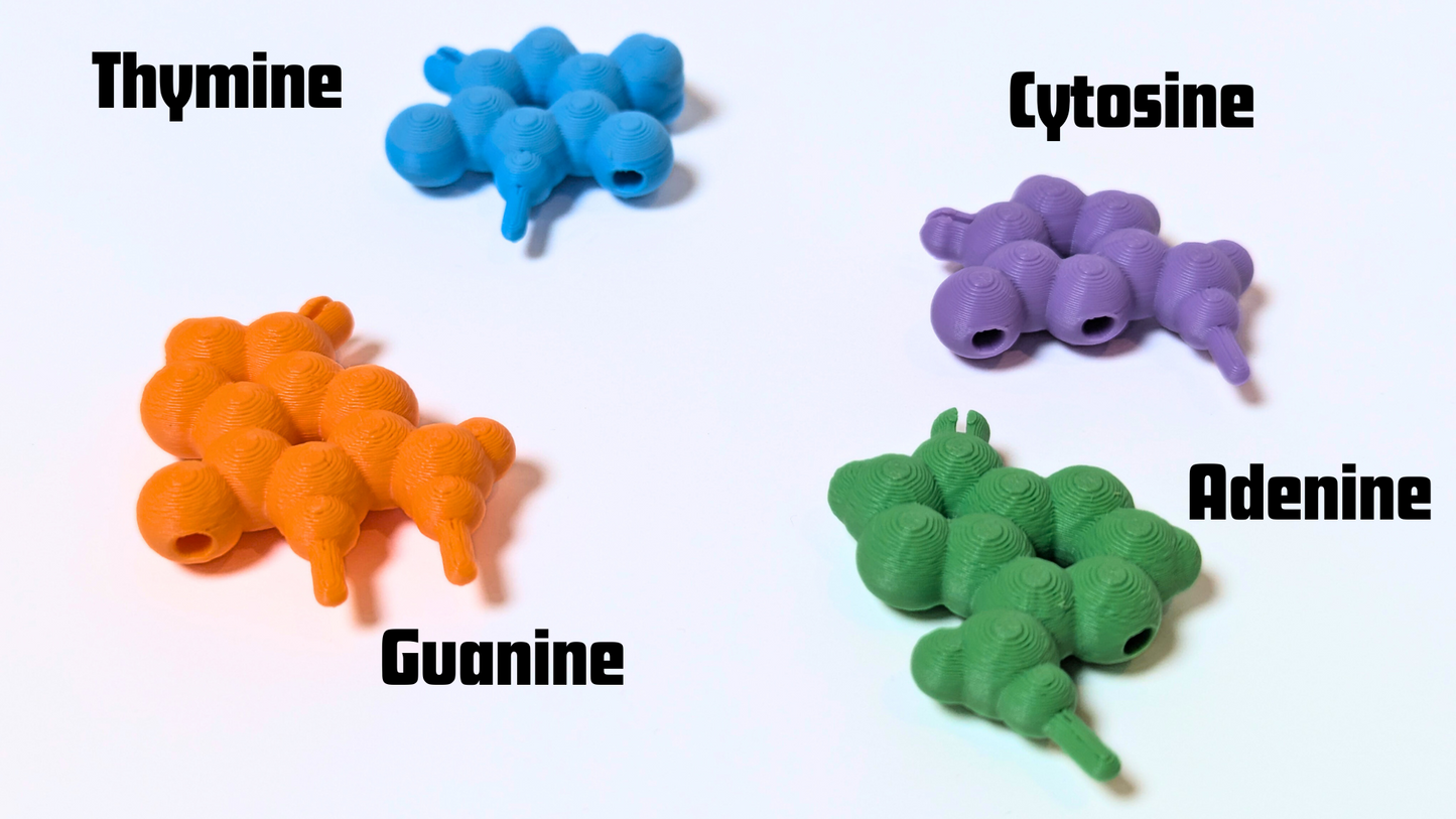 DNA Model Puzzle Kit (3D printed)
