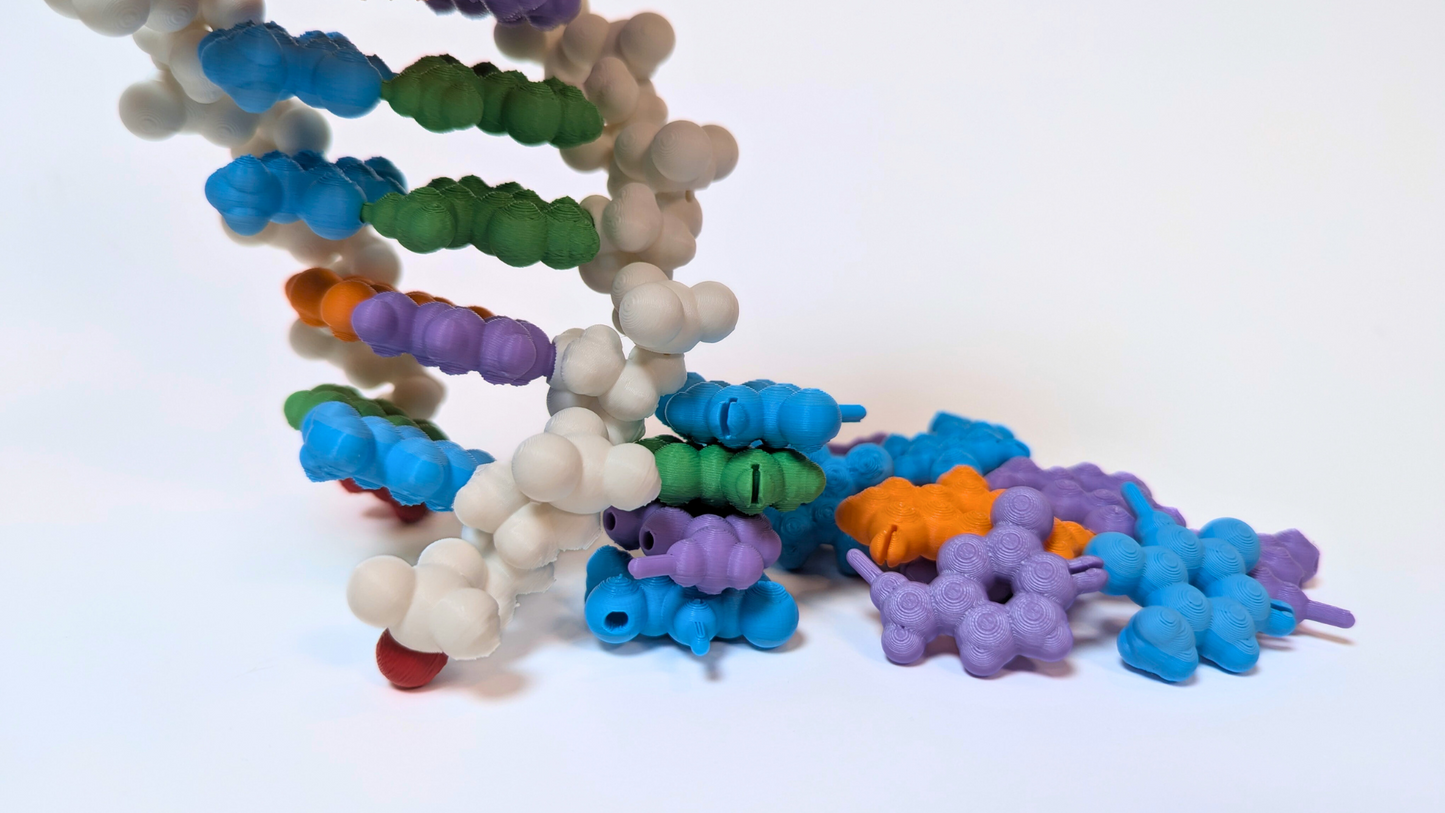 DNA Model Puzzle Kit (3D printed)