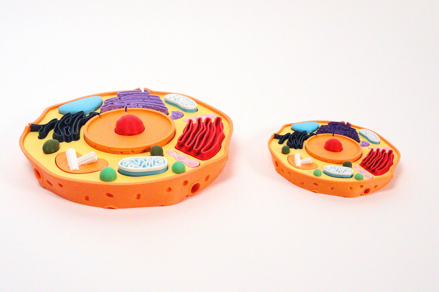 3D Animal Cell Model Puzzle