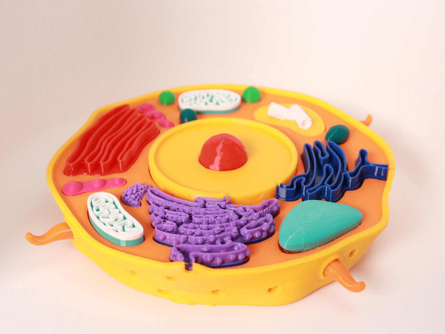 Animal Cell Model Kit (3D Printed)