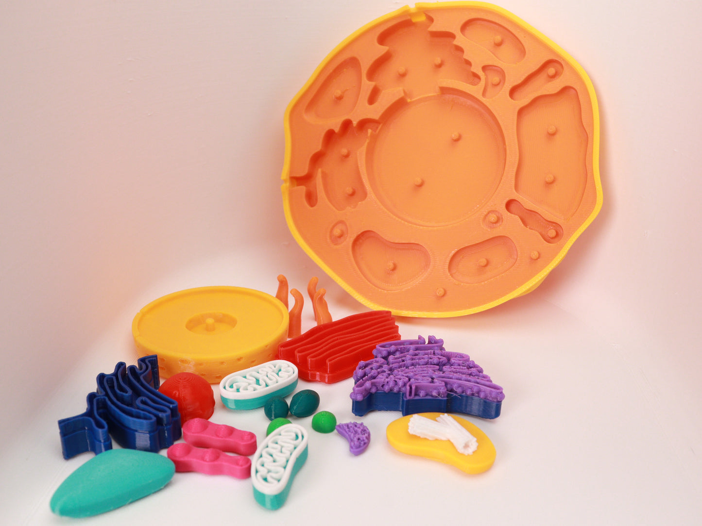 3D Animal Cell Model Puzzle