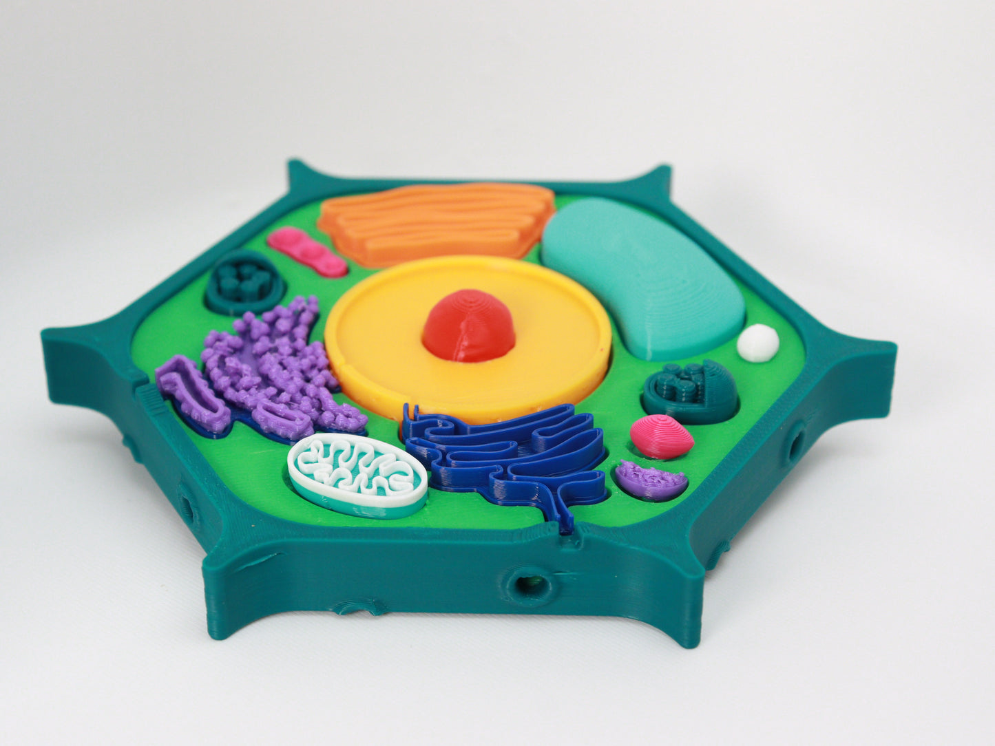 3D Plant Cell Model Puzzle