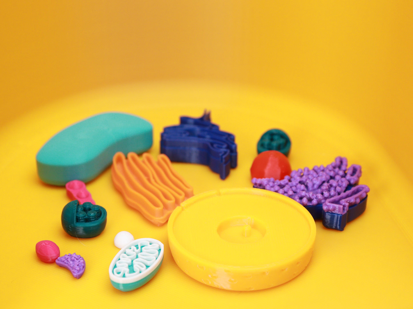 3D Plant Cell Model Puzzle
