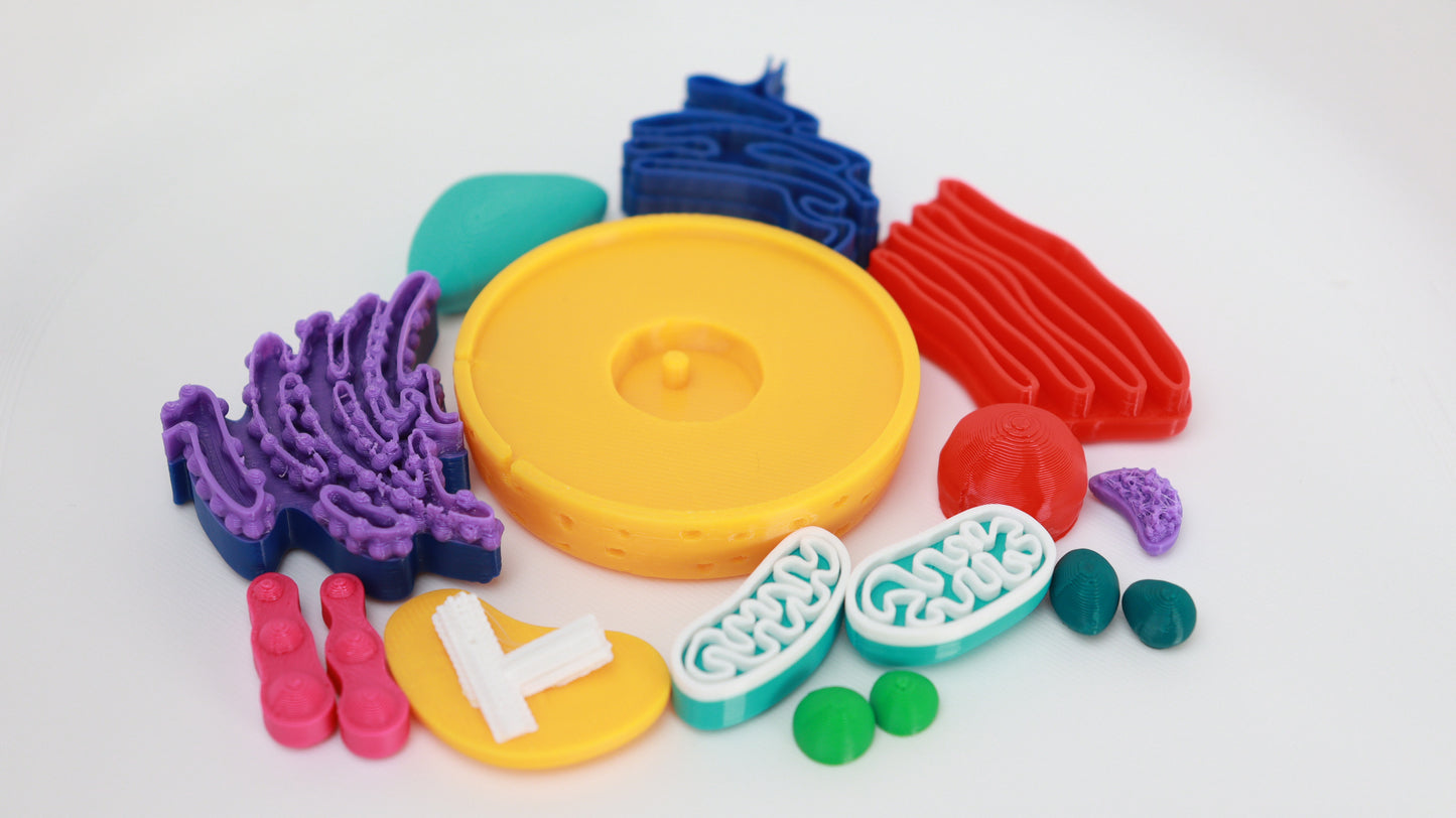 Animal Cell Model Kit (3D Printed)