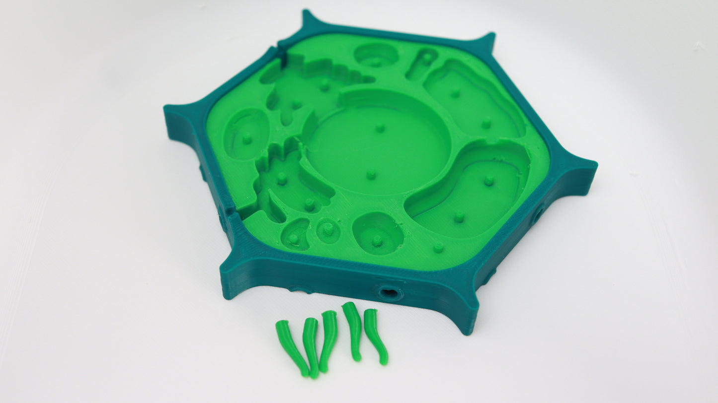 3D Plant Cell Model Puzzle
