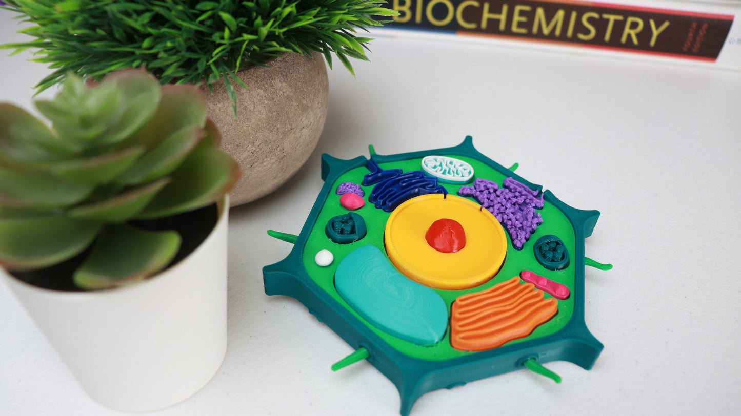 3D Plant Cell Model Puzzle