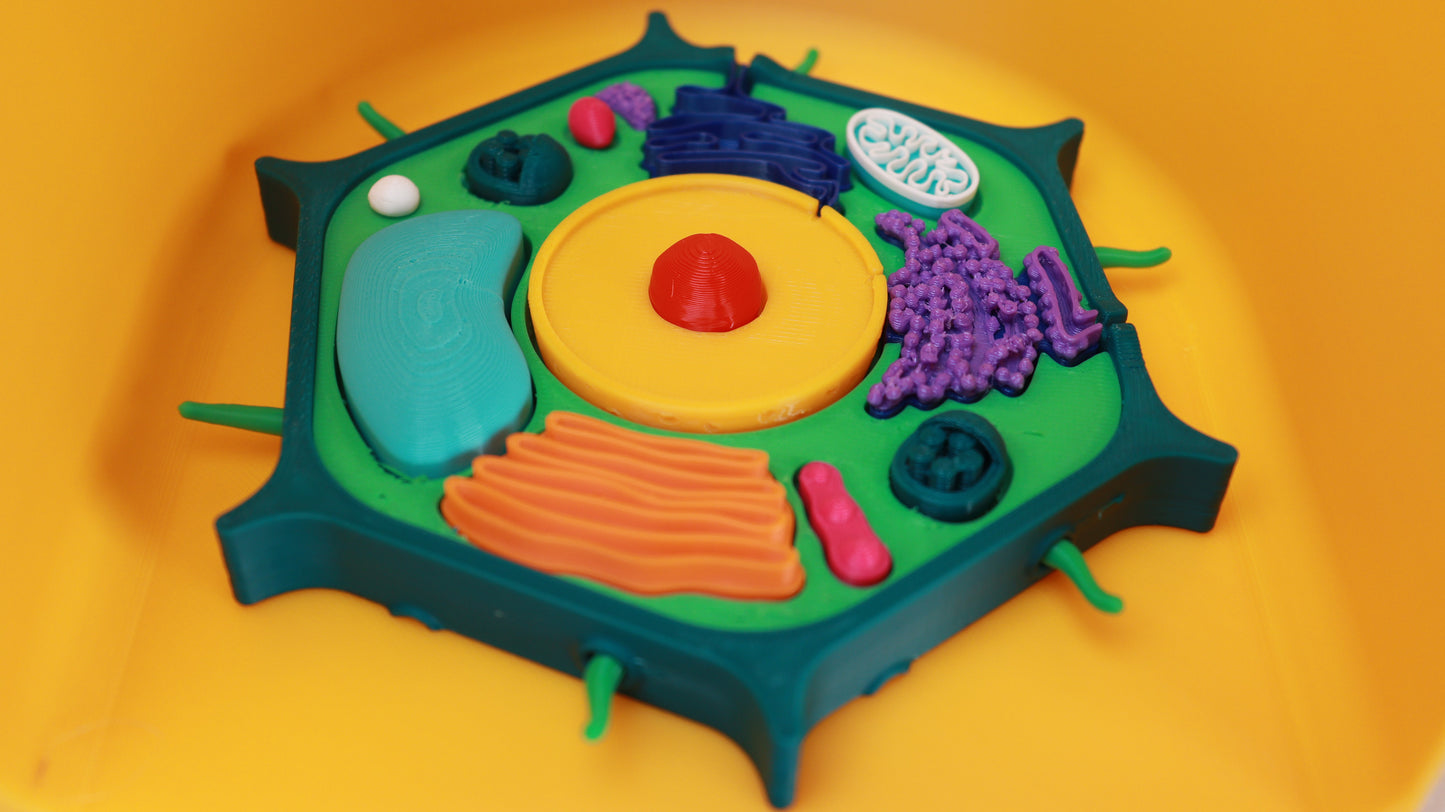 3D Plant Cell Model Puzzle