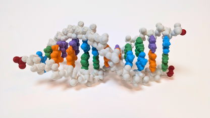 DNA Model Puzzle Kit (3D printed)