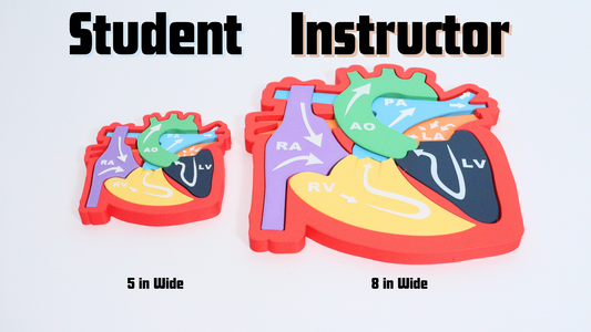 Heart Anatomy & Blood Flow Learning Model