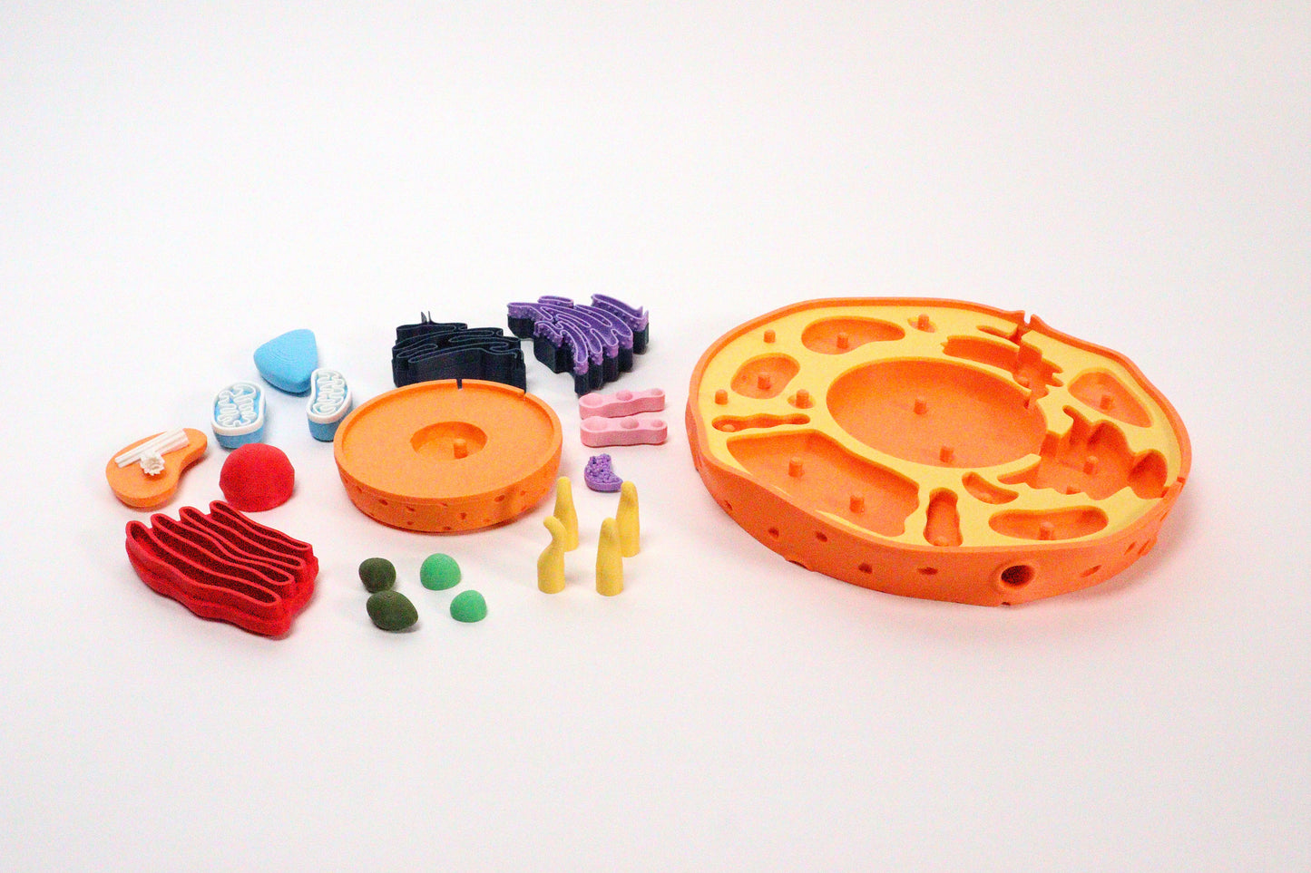 3D Animal Cell Model Puzzle