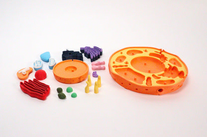 3D Animal Cell Model Puzzle