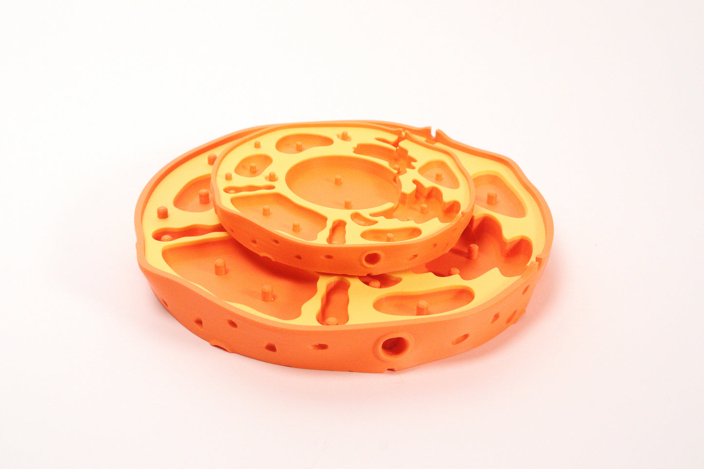 3D Animal Cell Model Puzzle