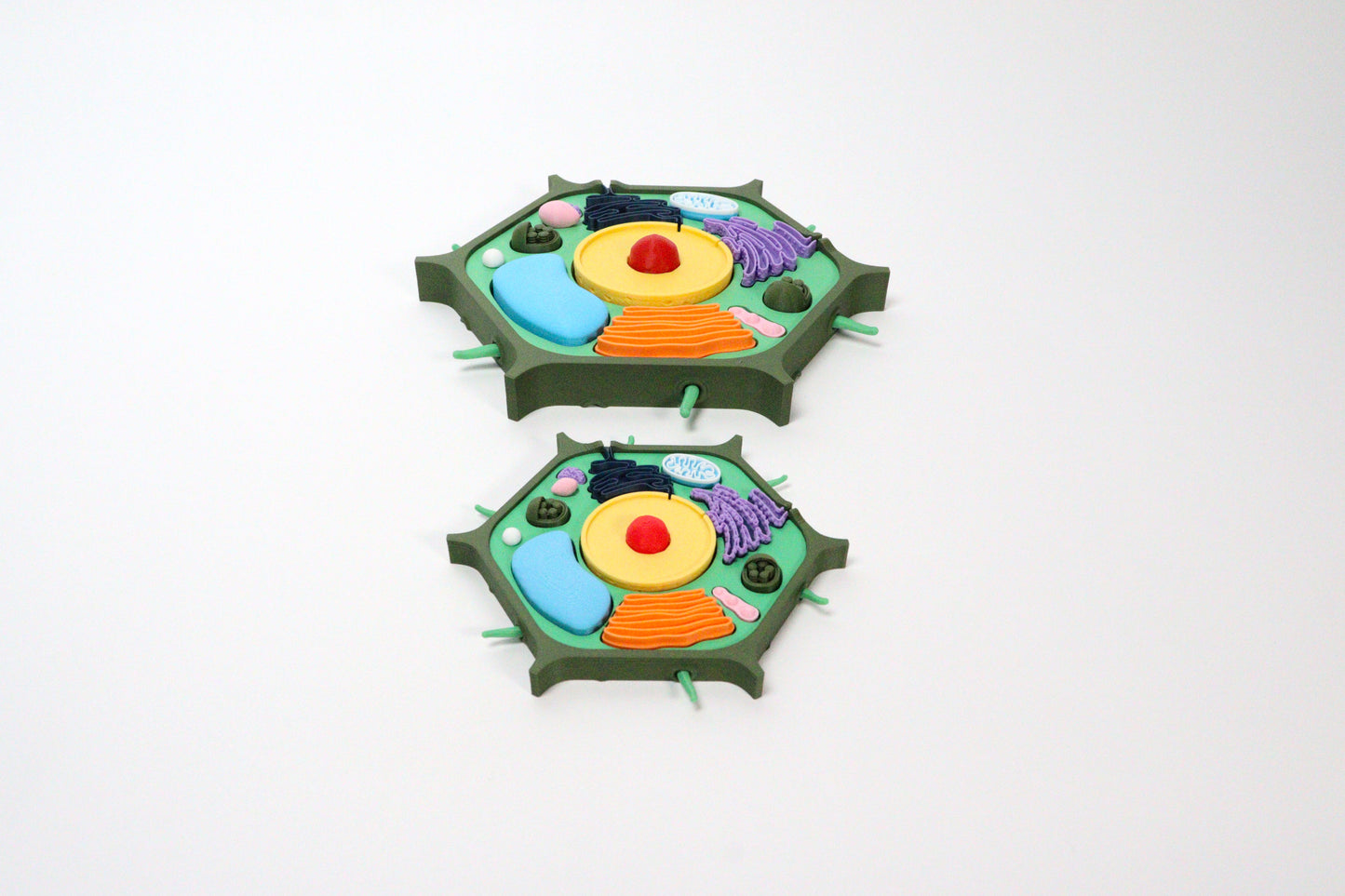 3D Plant Cell Model Puzzle