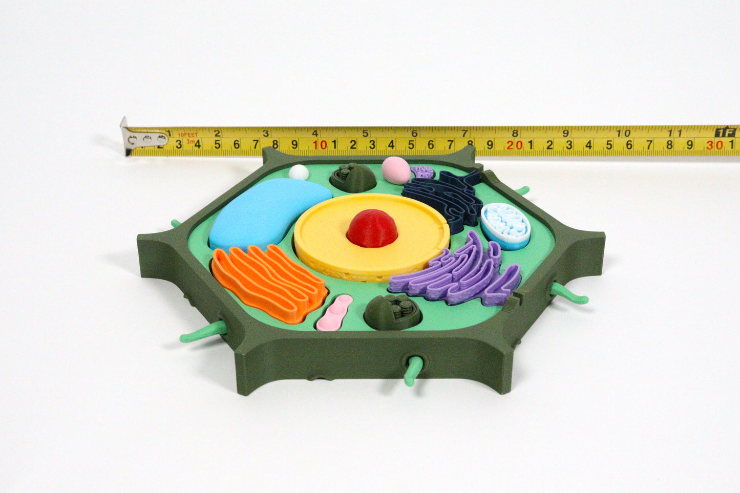 3D Plant Cell Model Puzzle