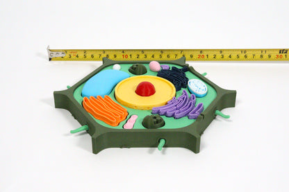 3D Plant Cell Model Puzzle