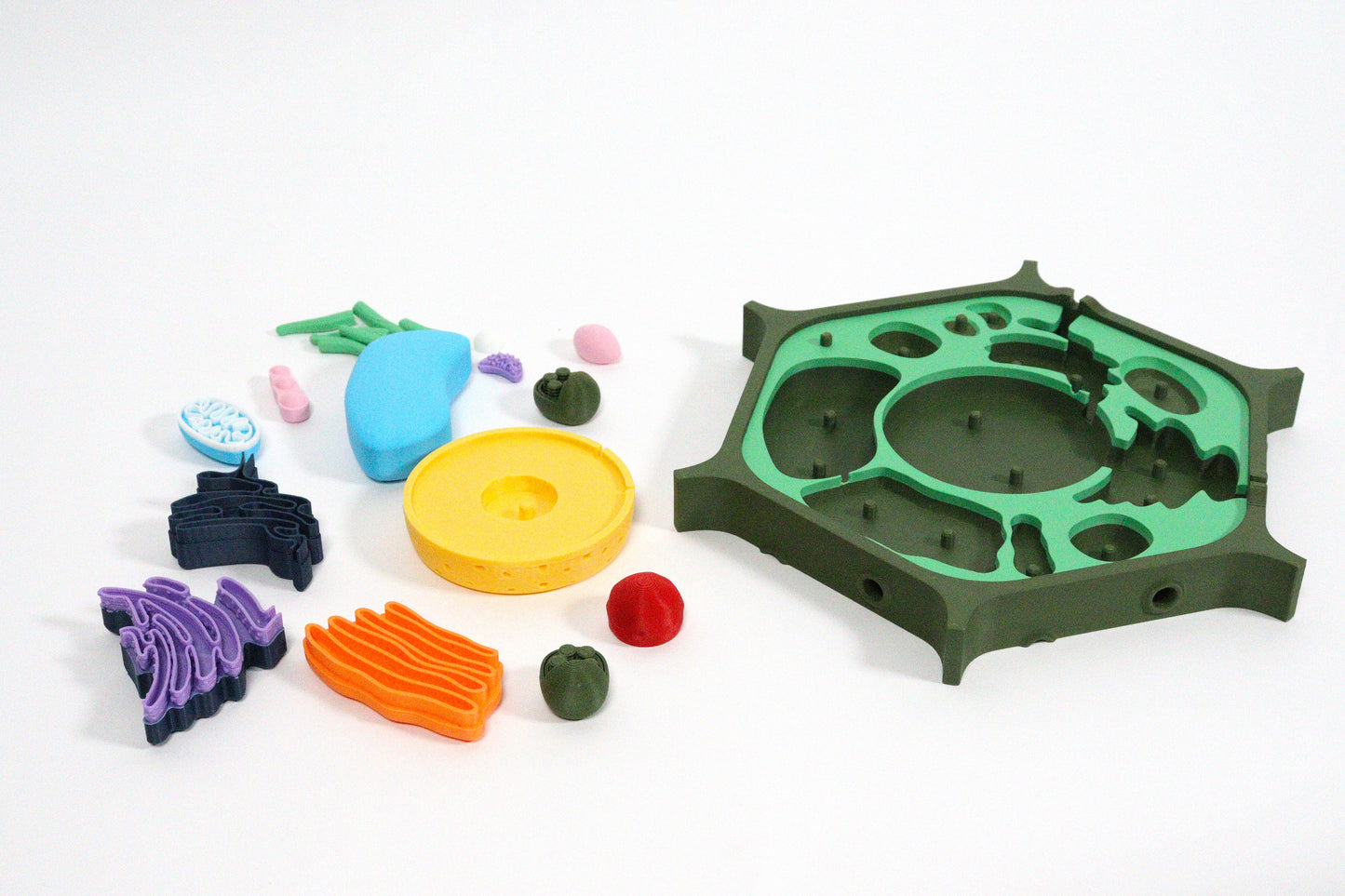 3D Plant Cell Model Puzzle