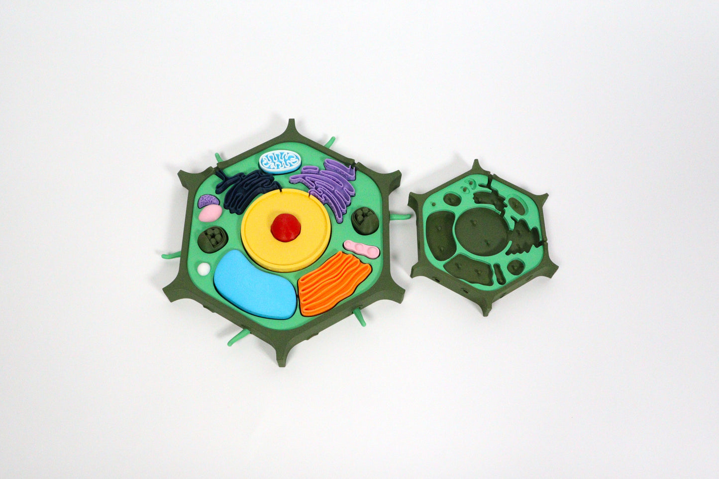 3D Plant Cell Model Puzzle