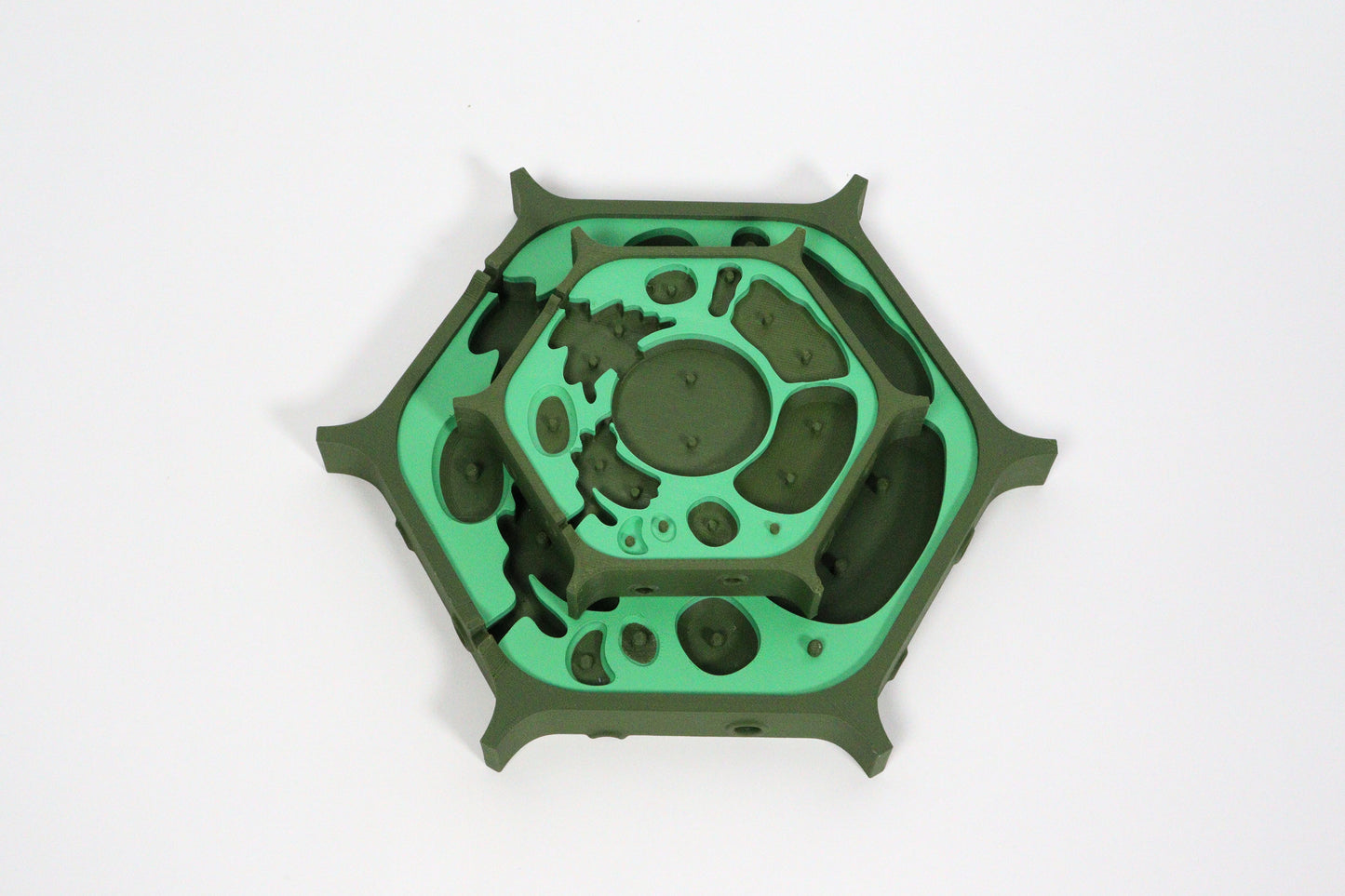 3D Plant Cell Model Puzzle