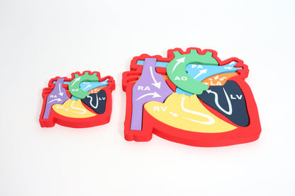 Heart Anatomy & Blood Flow Learning Model