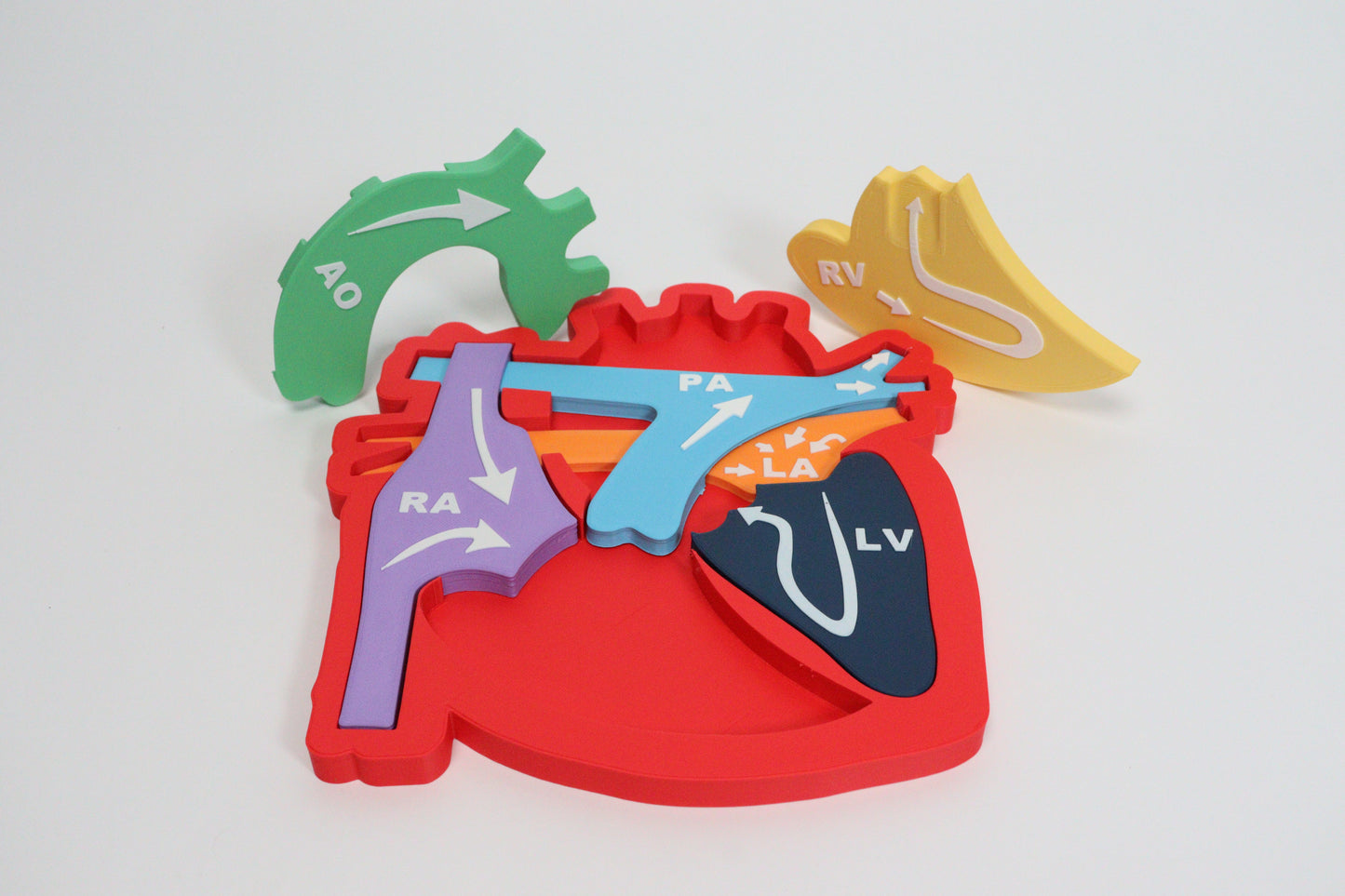 Heart Anatomy & Blood Flow Learning Model