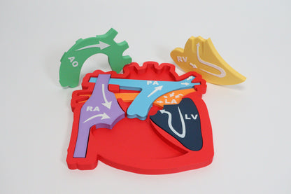 Heart Anatomy & Blood Flow Learning Model