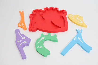 Heart Anatomy & Blood Flow Learning Model