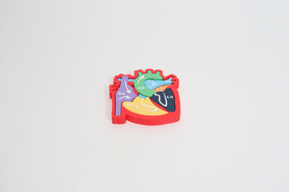 Heart Anatomy & Blood Flow Learning Model