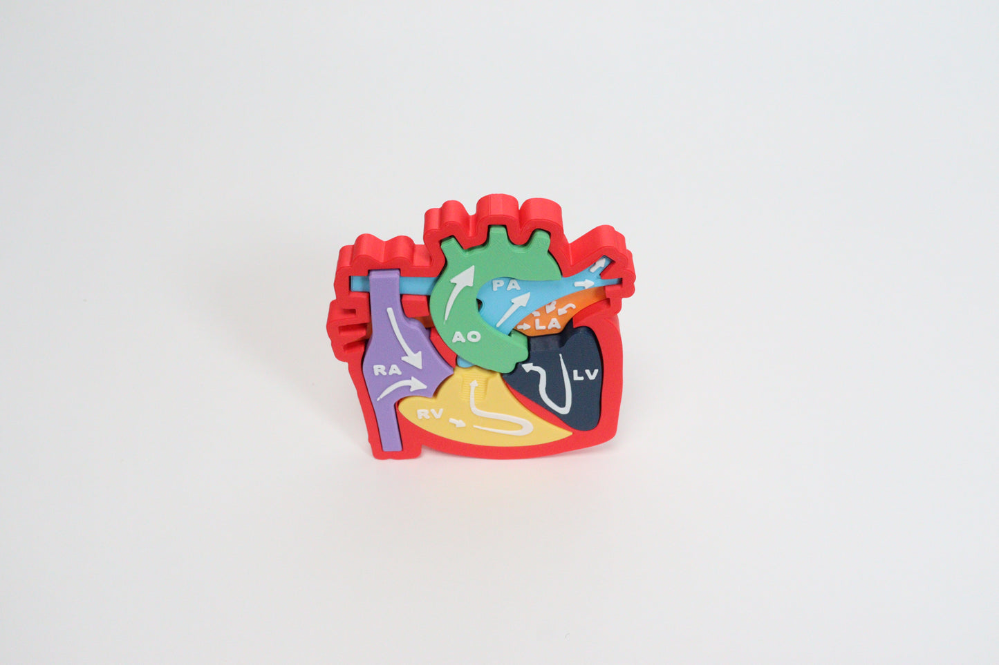 Heart Anatomy & Blood Flow Learning Model