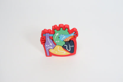 Heart Anatomy & Blood Flow Learning Model