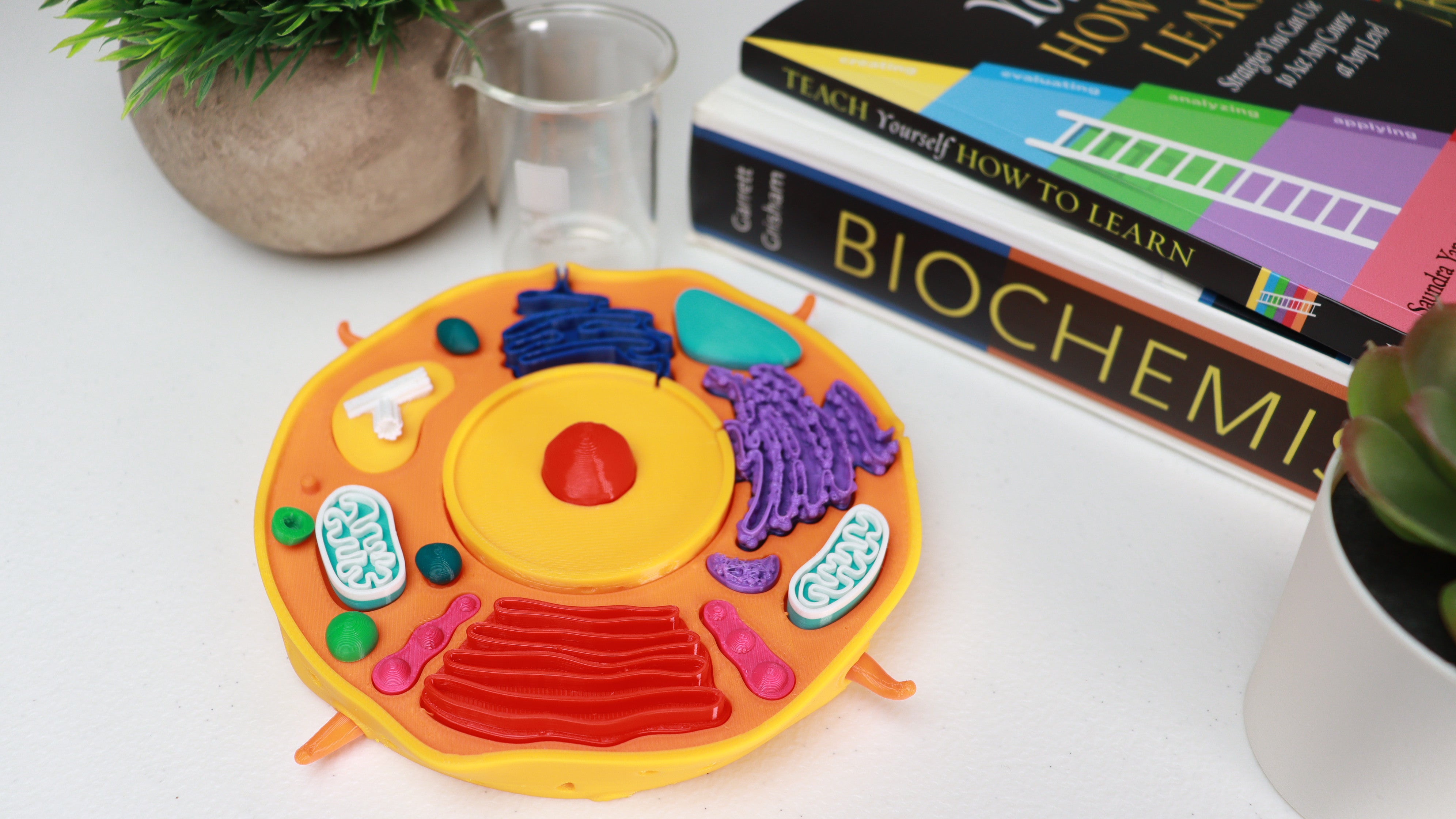 Animal Cell Model Kit Classroom Set – At The Benchtop