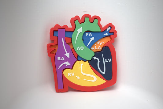 Heart Pathway Learning Model/Puzzle (3D-Printed)