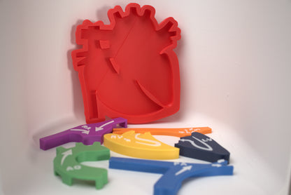 Heart Pathway Learning Model/Puzzle (3D-Printed)