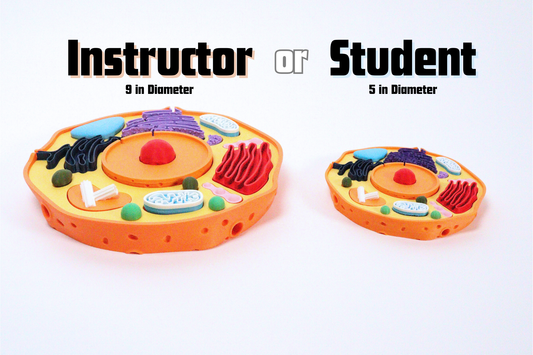 3D Animal Cell Model Puzzle